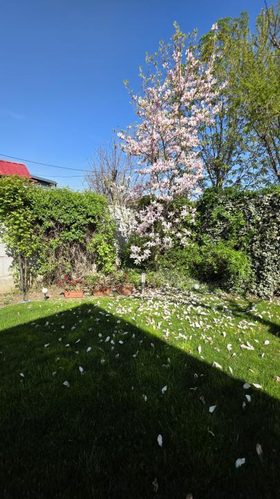 Inchiriere casa singur curte Voluntari